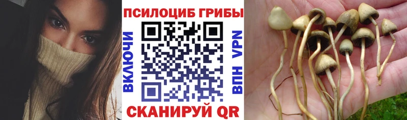 Псилоцибиновые грибы MAGIC MUSHROOMS  купить   даркнет Telegram  Ак-Довурак 